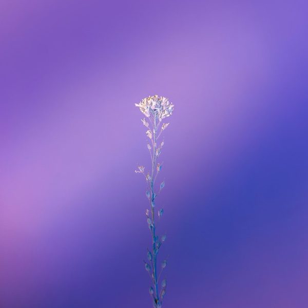 citron violette